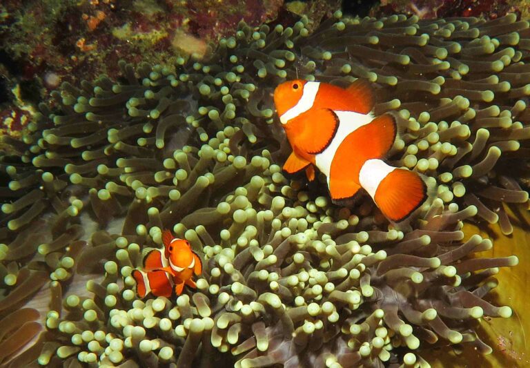 Philippines anemonefish (Steve Weinman)