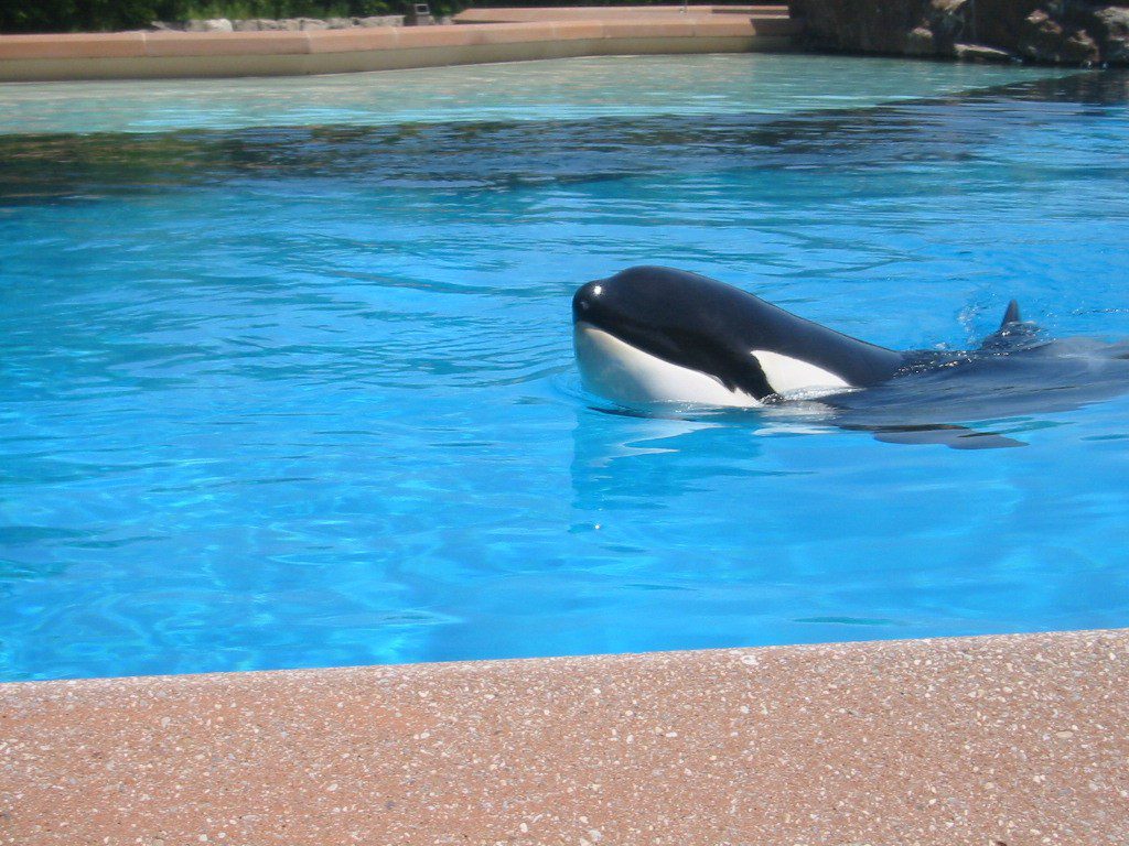 Orca at Marineland (Bhall1976)