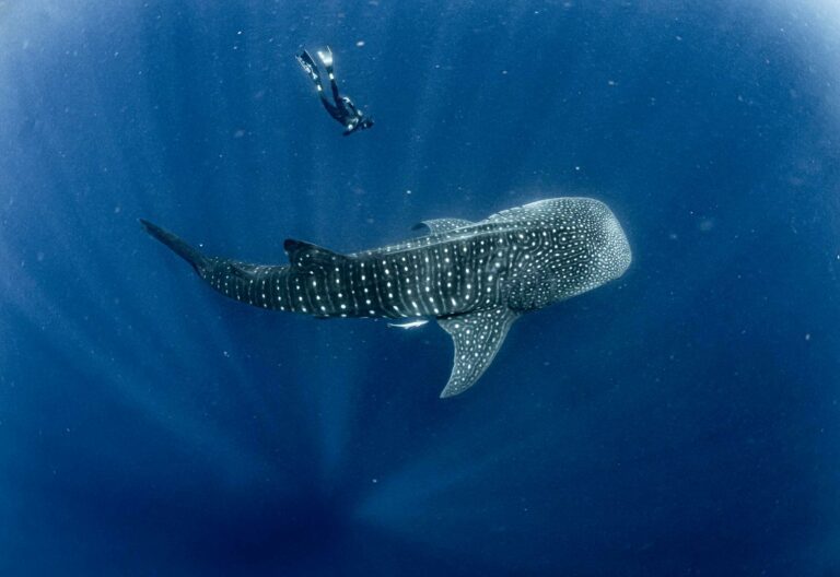 Whale shark and freediver (Stella Diamant / MWSPF)