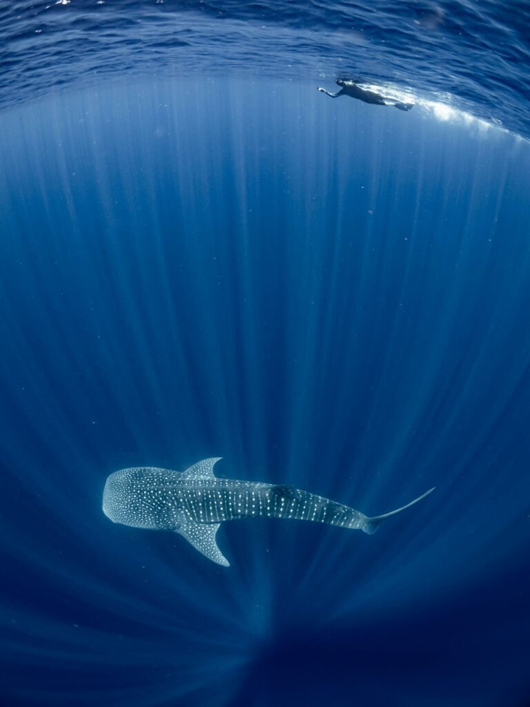 Whale shark encounter at Nosy Be (Stella Diamant / MWSPF)