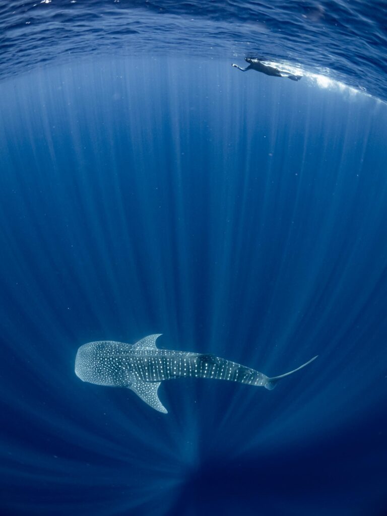 Whale shark encounter sa Nosy Be (Stella Diamant / MWSPF)