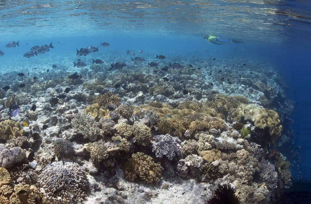 One of the trademarks of Wakatobi’s reef formations is that so many start within a few feet of the surface before taking an abrupt drop into the depths through a series steep slopes or walls.