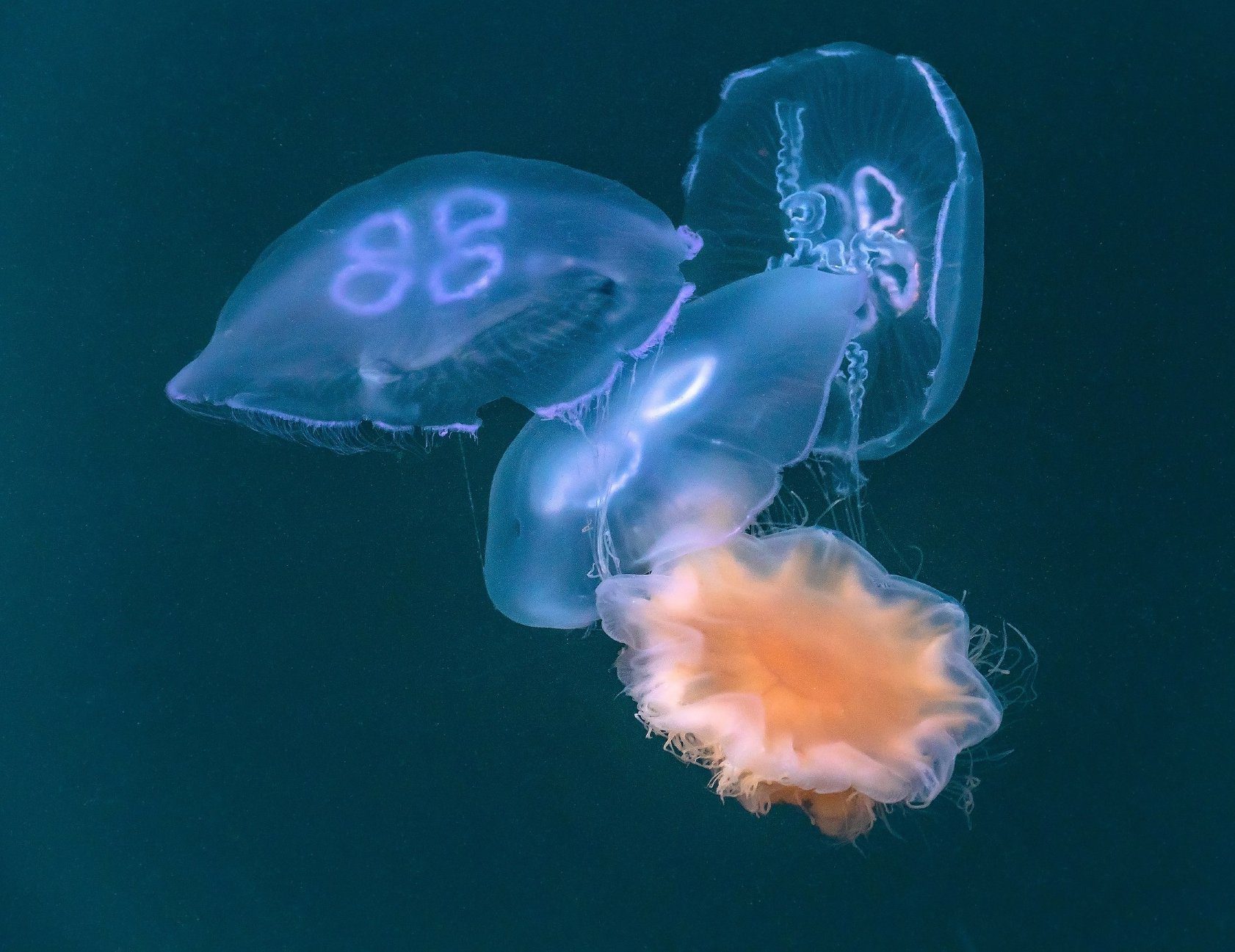Moon jellyfish are one of the most beautiful types of jellyfish that are  usually found in warm and tropical waters near the sea coast :  r/TheDepthsBelow