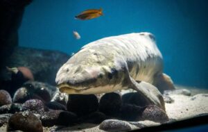 Methuselah the lungfish is older than previously thought (CAS)