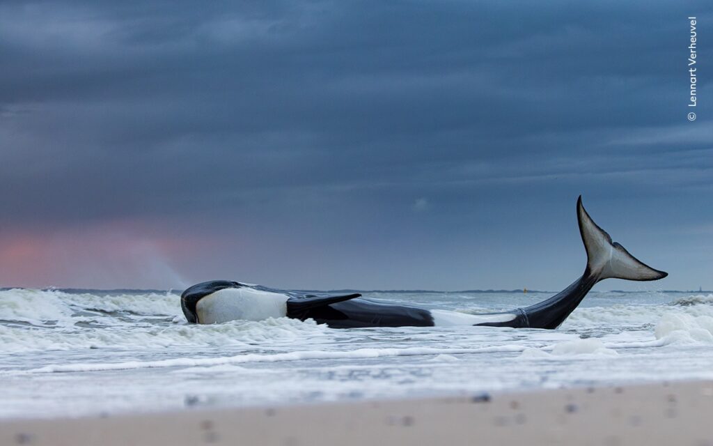 Last Gasp © Lennart Verheuvel / Wildlife Photographer of the Year)