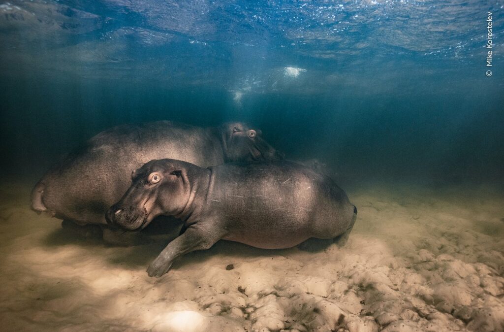 Hippo Nursery (© Mike Korostelev / Wildlife Photographer of the Year)