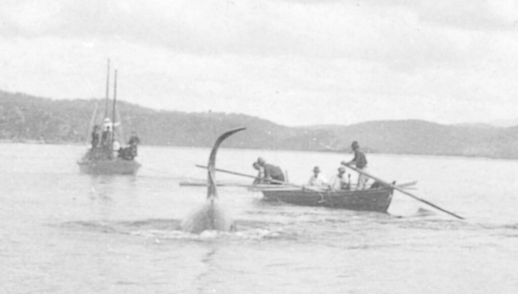 A Killer of Eden in the 1920-30s (Eden Killer Whale Museum)