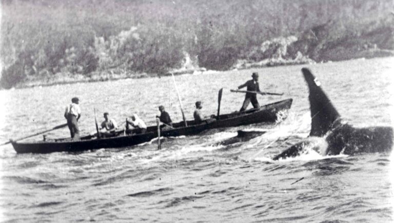 Orca guides hunters on a whale chase in the 1910-20s (Charles E Wellings / Eden Killer Whale Museum)