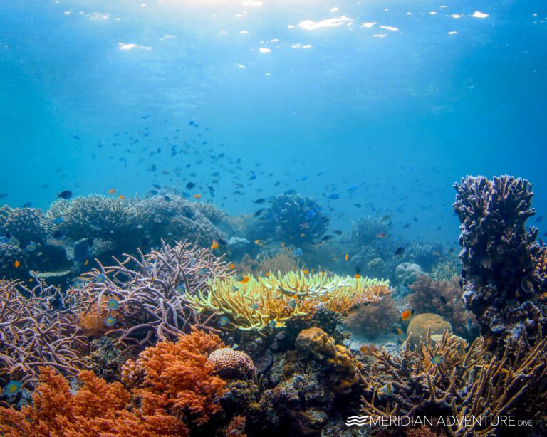 Stunning Corals of Raja Ampat