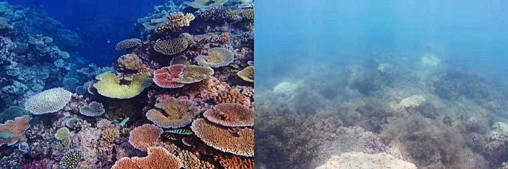 Zdrowe koralowce i te dotknięte wyciekaniem wód gruntowych (Ashley McMahon)