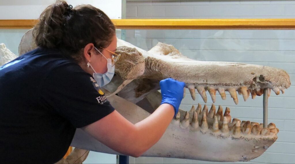 Drilling into Old Tom’s teeth to obtain DNA (Eden Killer Whale Museum)
