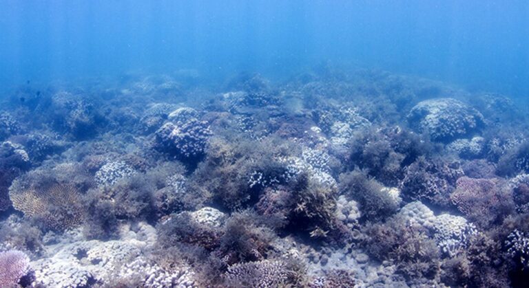 Coral eutrofiado en la Gran Barrera de Coral (Ashley McMahon / Southern Cross University)