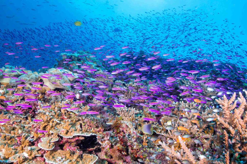 Kursus ekowisata PADI: Kehidupan laut Pasifik yang sehat (Pariwisata Fiji / Markus Roth)