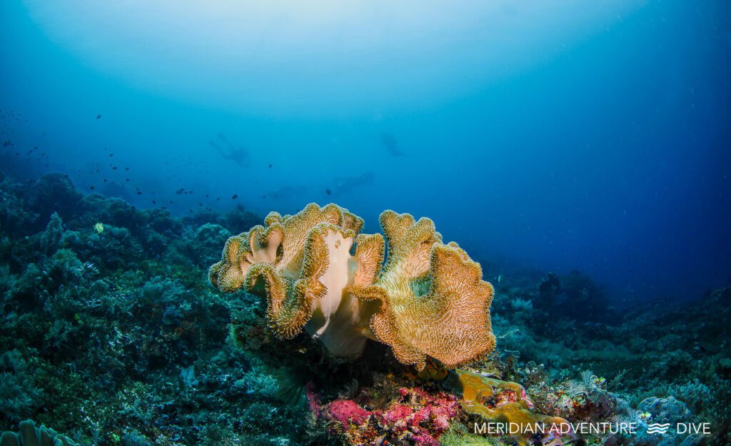 Meridian Adventure Dive Coral 7