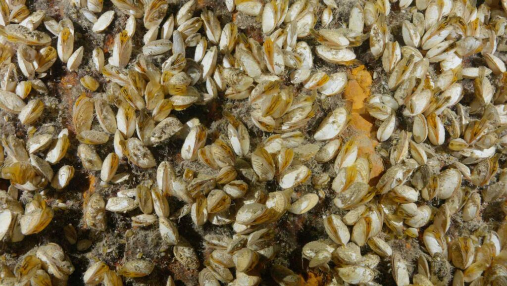 Quagga mussels have proliferated in Lake Huron (Inspired Planet)