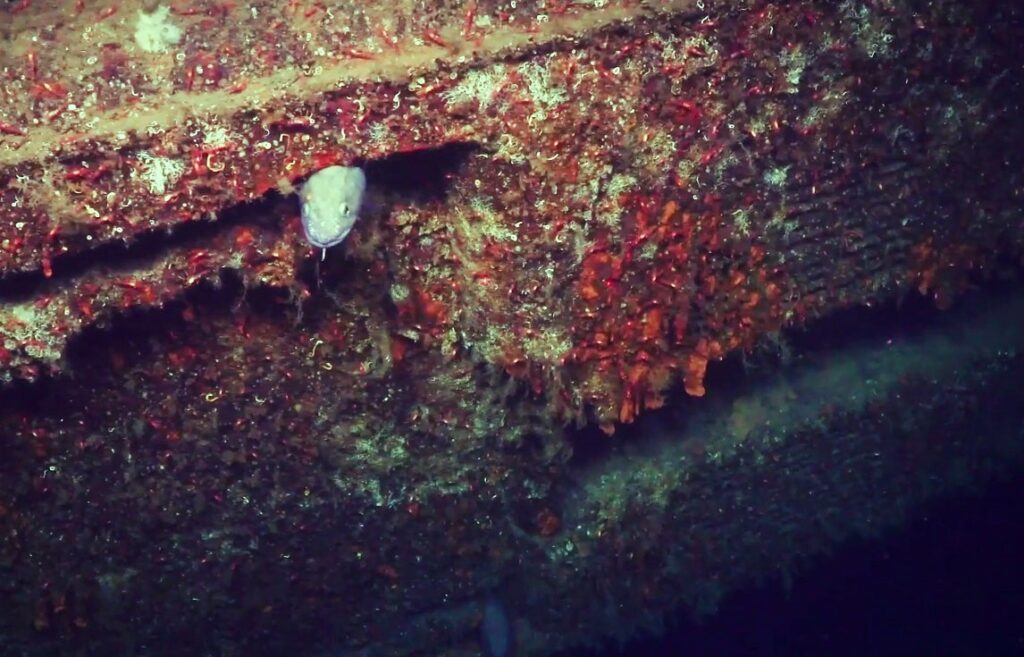 Conger eel on the wreck (Mareano / IMR)