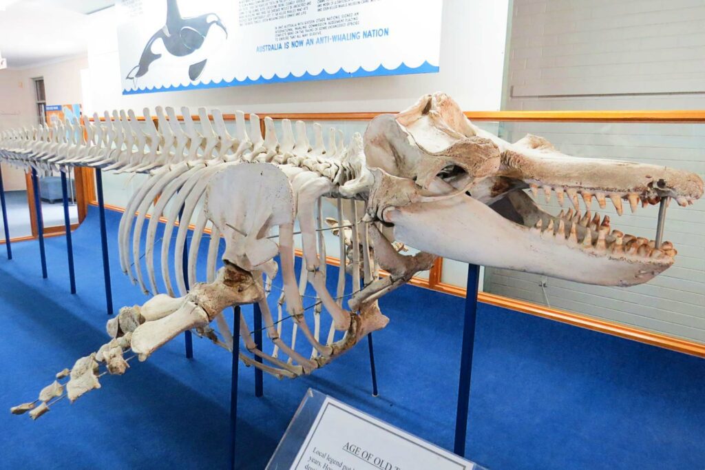 Old Tom (Tom Skelton / Eden Killer Whale Museum)