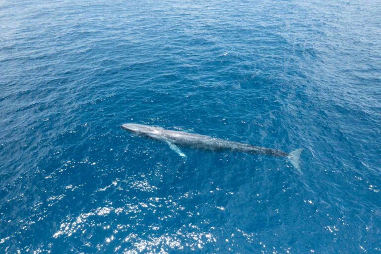 O primeiro avistamento de baleia azul nas Seychelles (James Loudon / Big Blue Films)