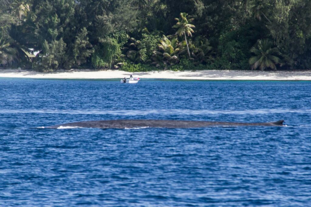 Blue whale spotted close to shore at D’Arros Island. (Justin Blake / SOSF)