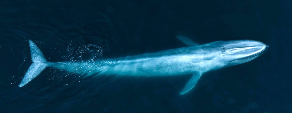 Blue whale (Oceanic Films) 