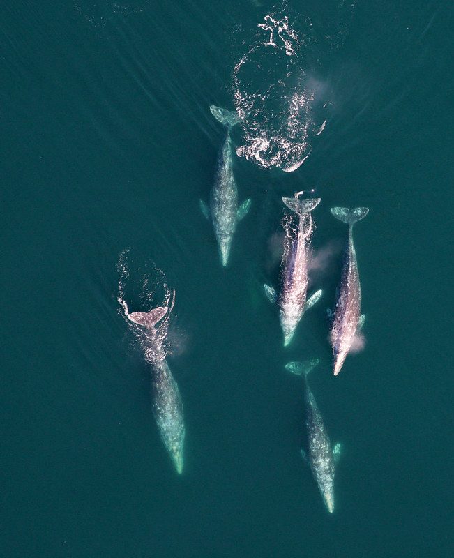 Ballenas grises migrando hacia el sur entre sus zonas de alimentación de verano en el Ártico y lagunas de invernada en México (NOAA Fisheries / SWFSC / MMTD)