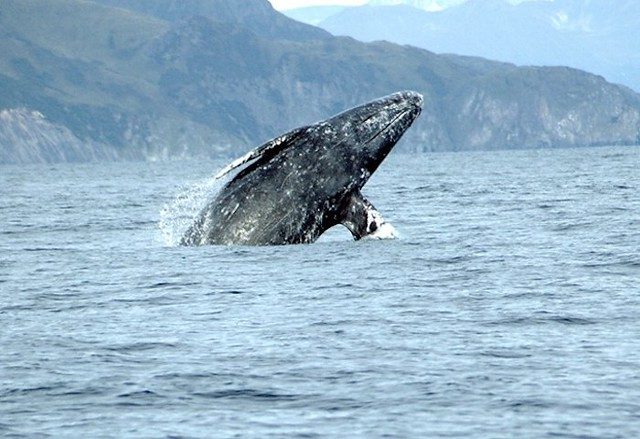 Grey whale breaching (NOAA Fisheries)