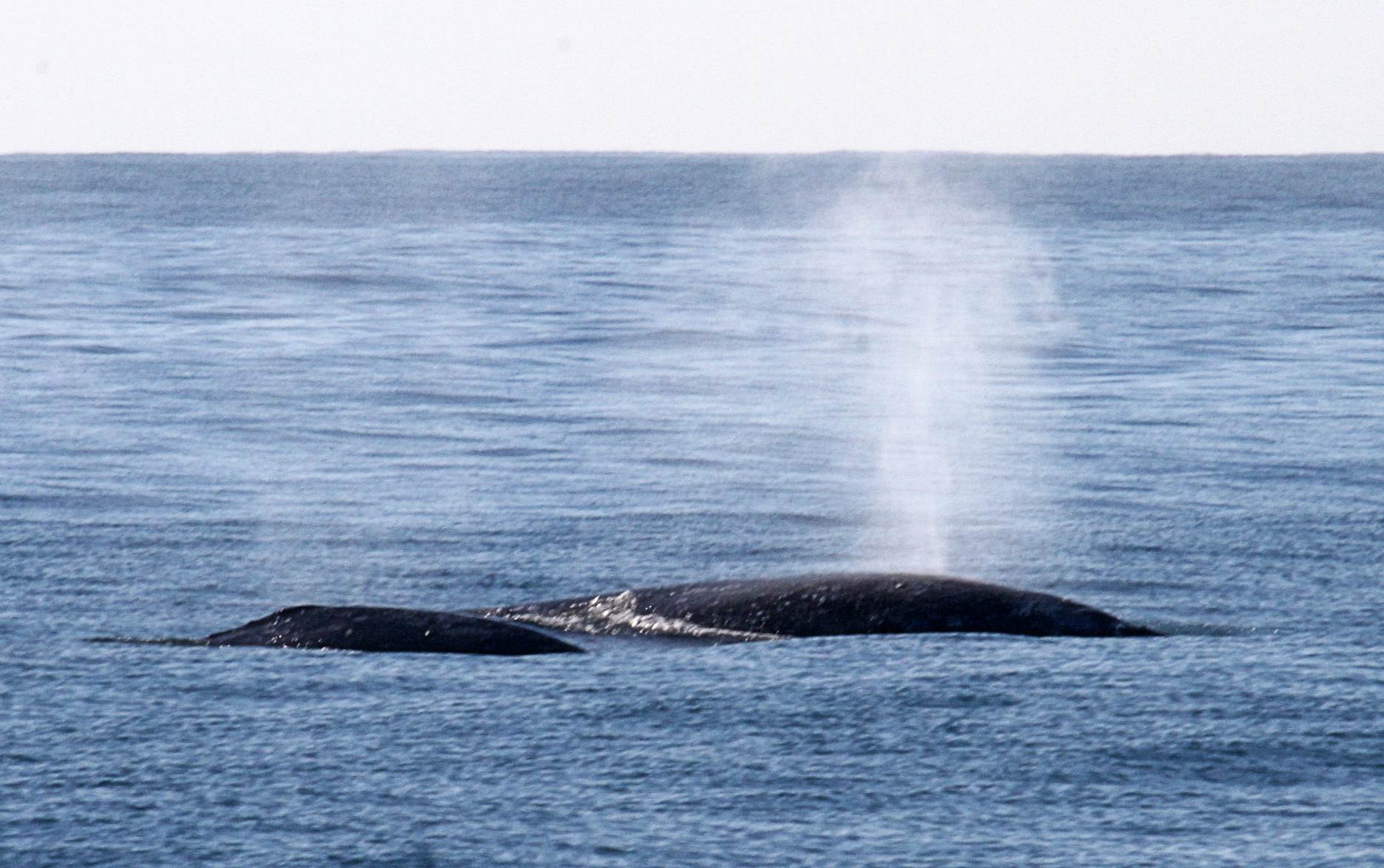 Wale: Bedrohung durch arktisches Schmelzen, aber vielversprechend in Dominica
