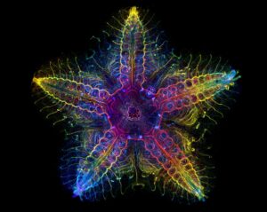 Nervous system of an older batstar (Laurent Formery / Olympic / Evident Image of the Year Award)