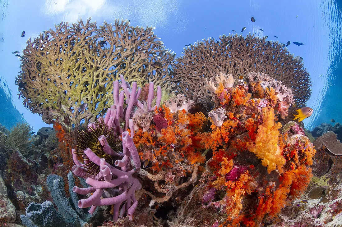 7 REASONS WHY WAKATOBI IS A FAN FAVORITE 7 MG 9336 1