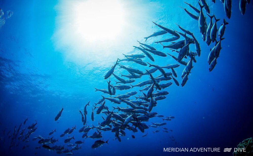 Meridian Adventure Dive Fish 4