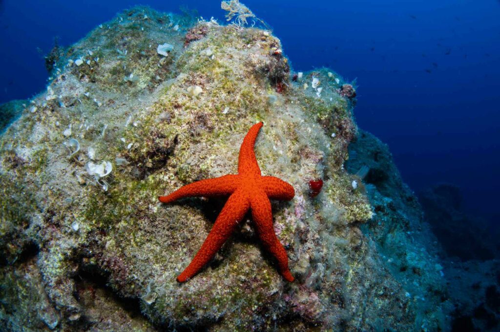 A red sea star (Echinaster sepositus) native to the Mediterranean