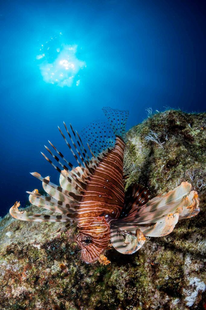 Invasion: A lionfish in the Mediterranean, photographed with a Nikon Z6 in an Ikelite Z6 housing and a Nikon 8-15mm fisheye lens. 1/200th, ISO 200, f/29