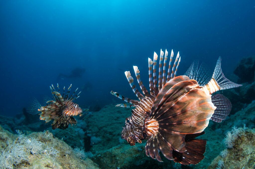 Shadows emerged from the depths to reveal dozens of lionfish