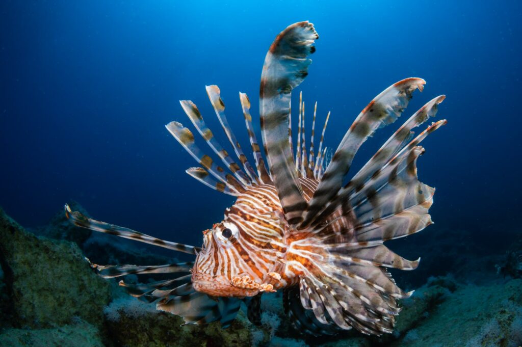 A lionfish approaches its reflection in the camera’s dome port