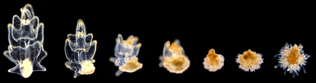 Starfish: metamporphosis of larva into juvenile (Laurent Formery)
