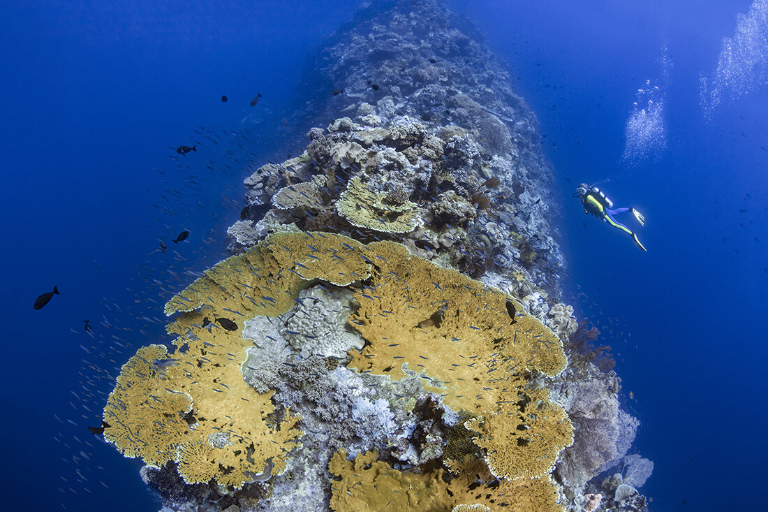 7 REASONS WHY WAKATOBI IS A FAN FAVORITE 5 A scuba diver swims next to the Ridgeline shape coral reef at a site called Blade, Wakatobi, Indonesia.