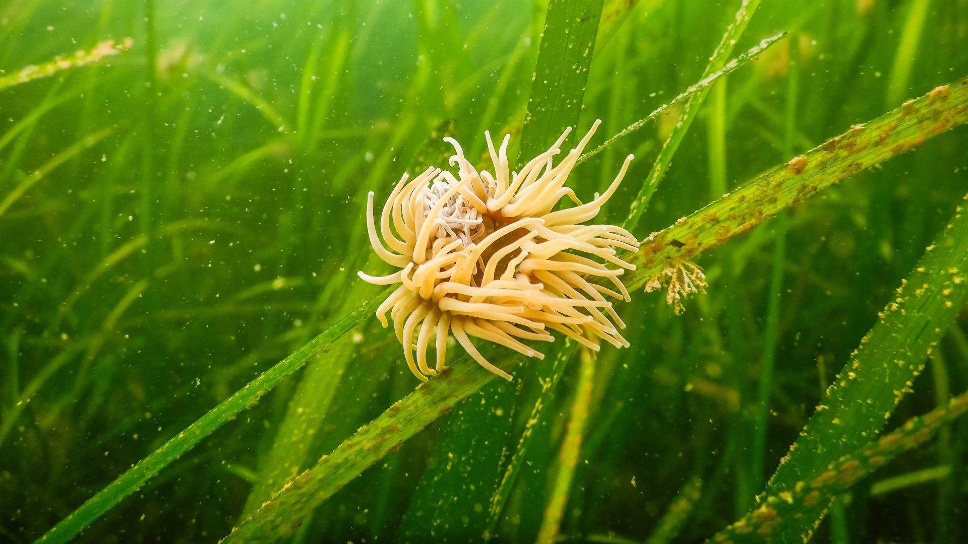 Seagrass boost in Cornwall, brainwave in Australia