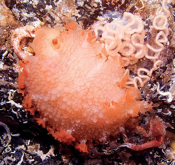 Tritonia hombergi or dead men's finger sea slug with eggs