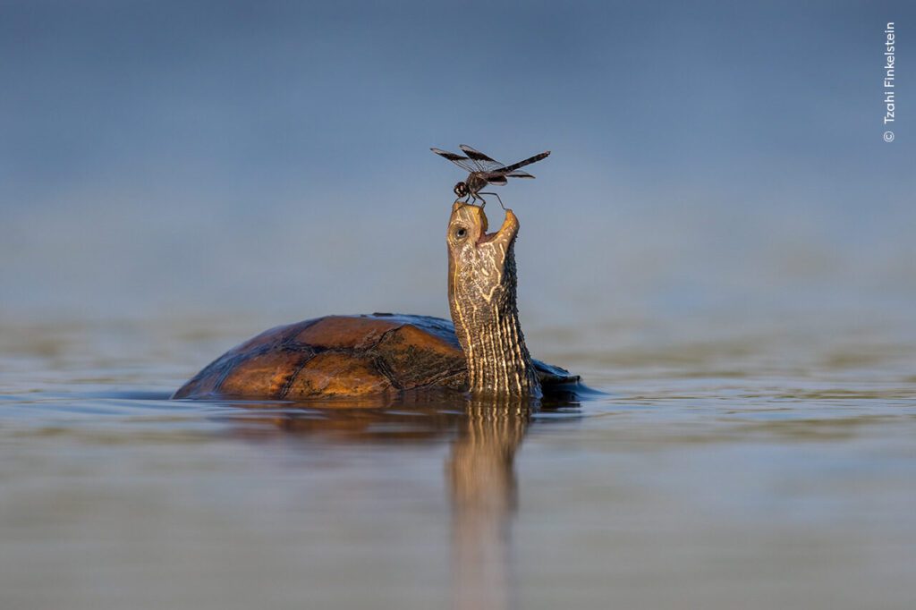 Happy Turtle (Tzahi Finkelstein / Wildlife Photographer of the Year)