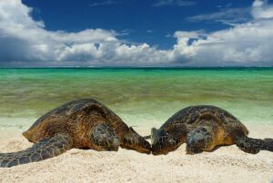 Two green turtles (Mark Sullivan / NOAA Fisheries)