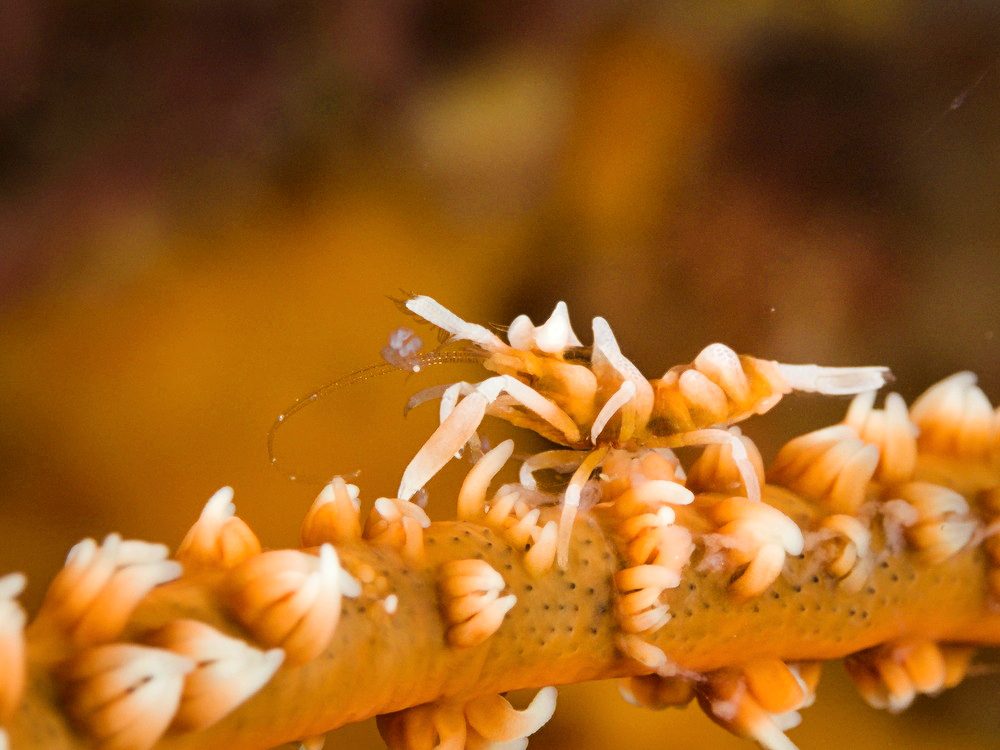 Zanzibar whip-coral shrimp