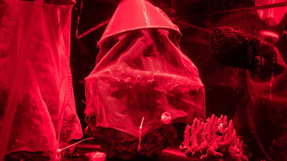 During a spawning event, corals are kept under red light to simulate night-time in the lab (Gayle Laird © California Academy of Sciences)