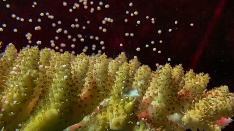 Spawning coral (Richard Ross © California Academy of Sciences)