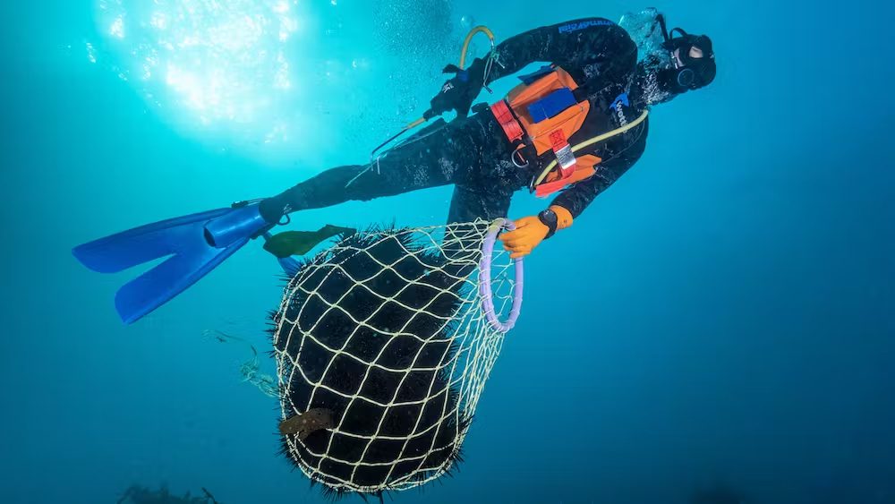 A commercial diver removes sea urchins destined for international markets (Matt Testoni)
