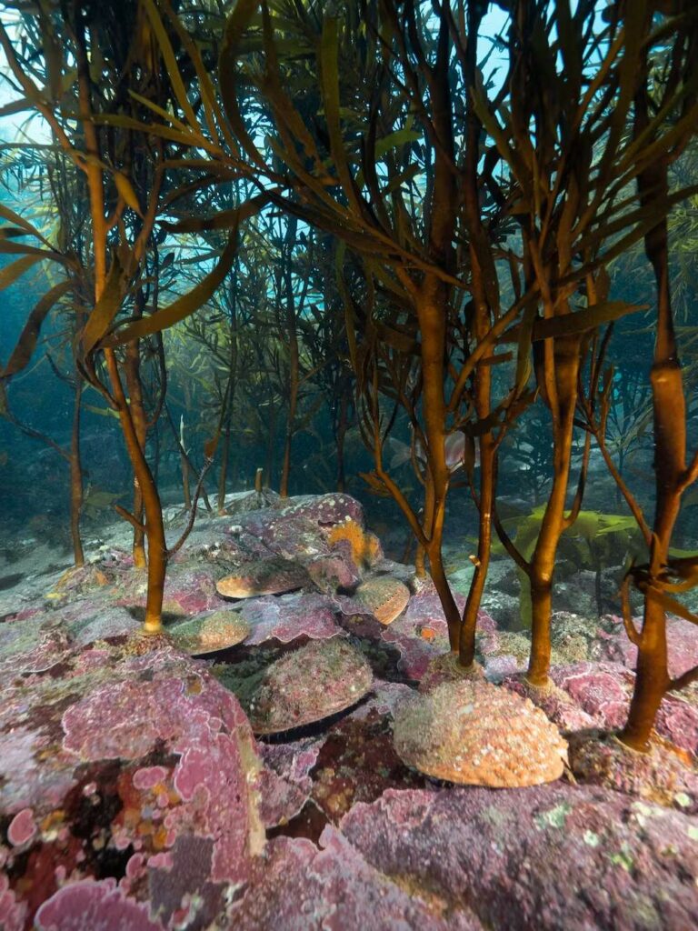 Healthy kelp ecosystems are vital for abalone (Matt Testoni)