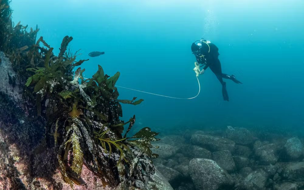 Eat the way out: Research diver assessing sea urchin spread off St Helens in Tasmania’s north-east (Matt Testoni)