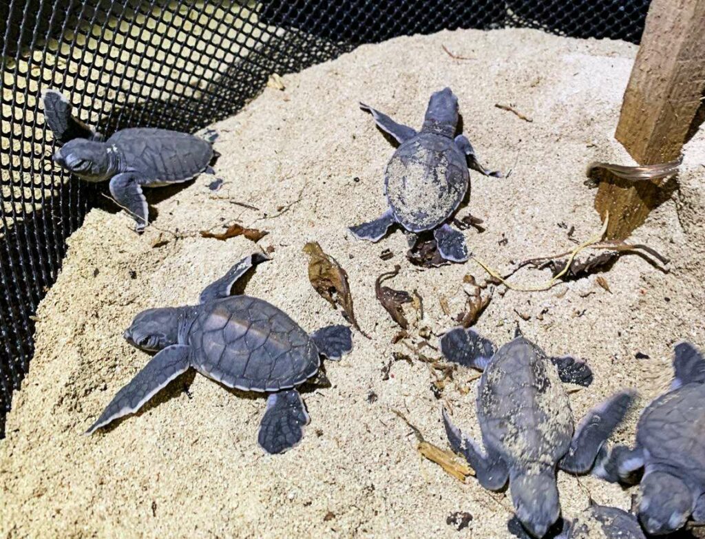Turtle hatchlings (Australian Rivers Institute / Griffith University)