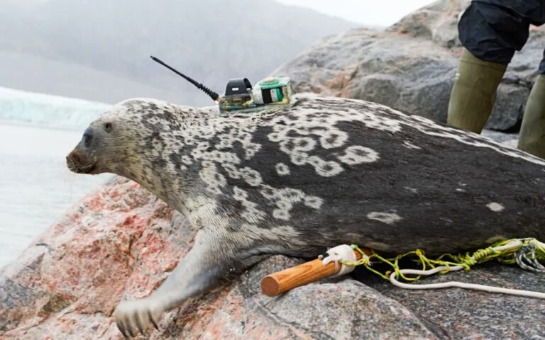 Foka obrączkowa Kangia (Grenlandia Instytut Zasobów Naturalnych)