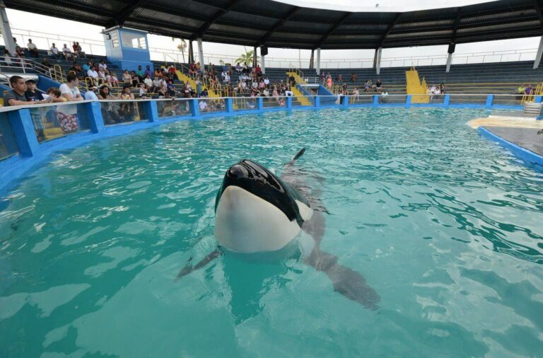 The killer whale Lolita in Miami Seaquarium (PETA)