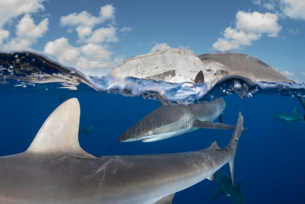 Silky sharks aggregate around the active volcano San Benedicto in Revillagigedo National Park off Mexico (James Lea / SOSF)